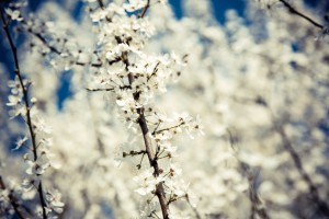 White Flowers